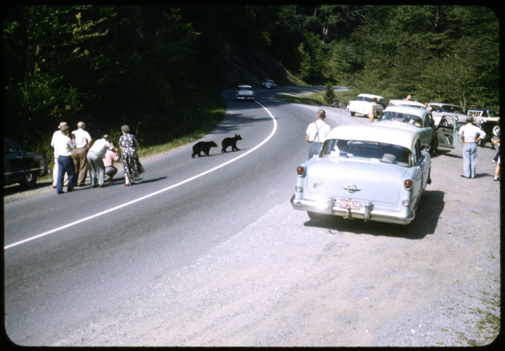 Tourists gawk at bear cubs in this Kodachrome slide from 1957. 