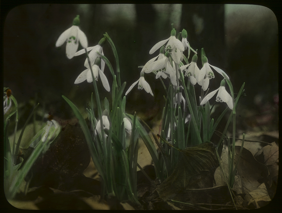 Snowdrops
