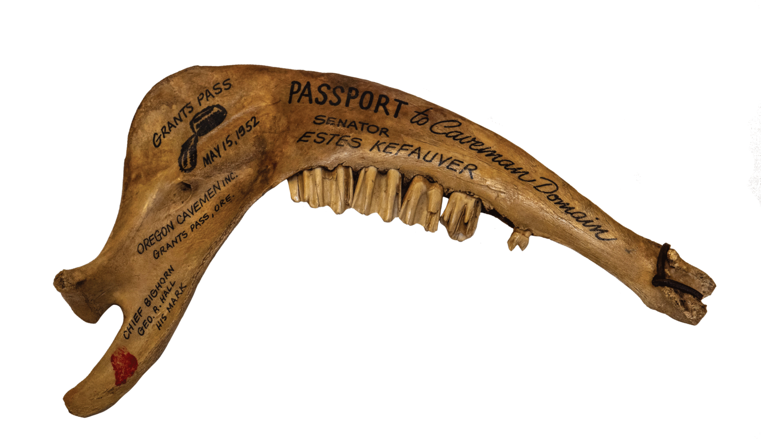 cow's jawbone inscribed to 1952 presidential candidate Estes Kefauver by a local booster group