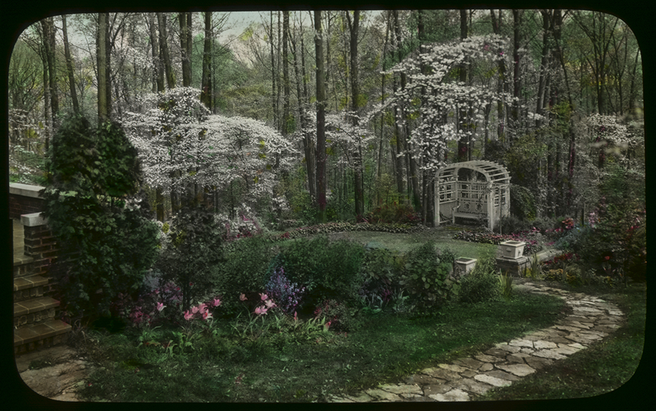 Mrs. Hazz’s Dogwoods